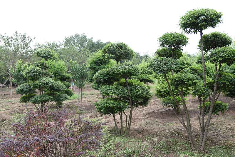 小叶女贞造型树的养护管理方法