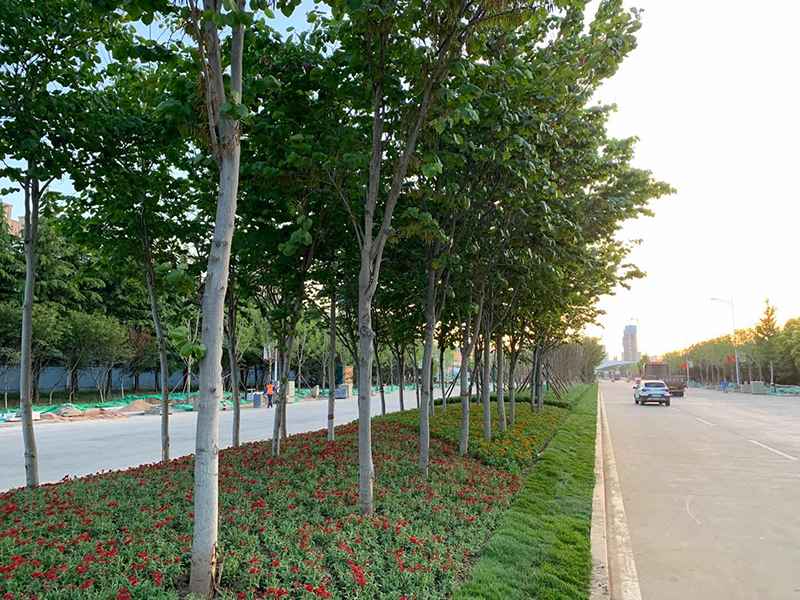 潍坊综合保税区道路景观绿化工程