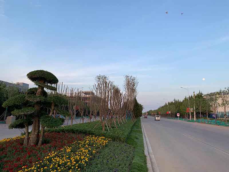 潍坊综合保税区道路景观绿化工程