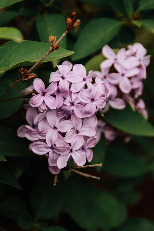 丁香花高清在线观看完整